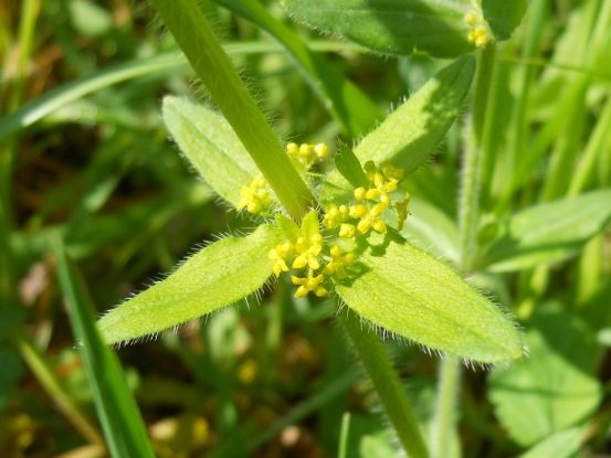 Cruciata laevipes